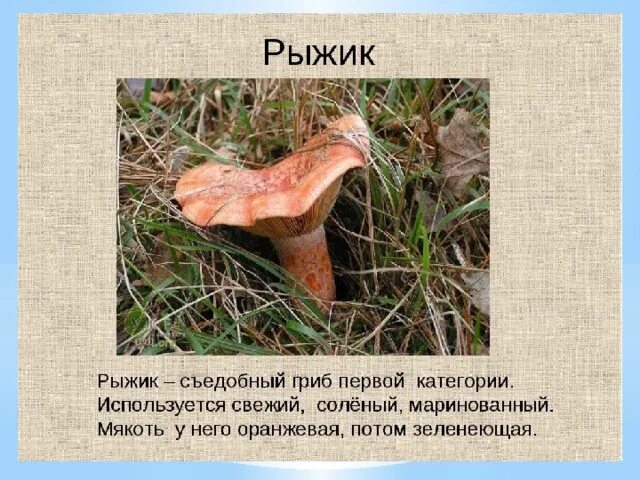 Определите тип питания рыжик настоящий береза белая