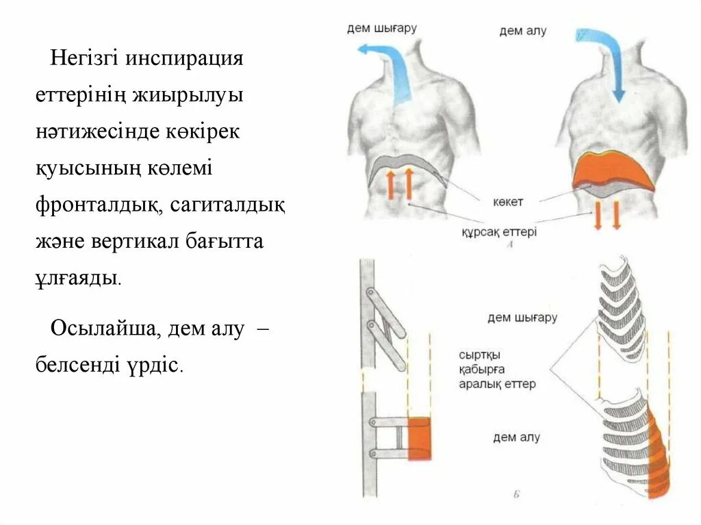 Және тыныс алу