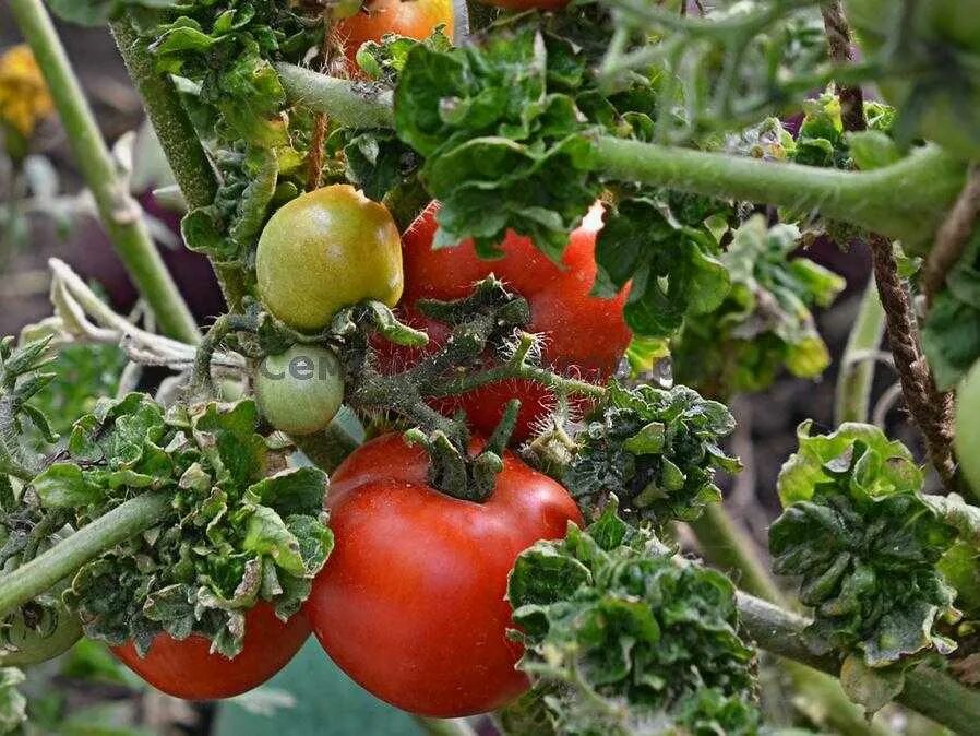 томаты сорт палка фото. помидоры сорт палка. томаты сорт палка фото. помидоры палка колоновидные. палочки для помидор.