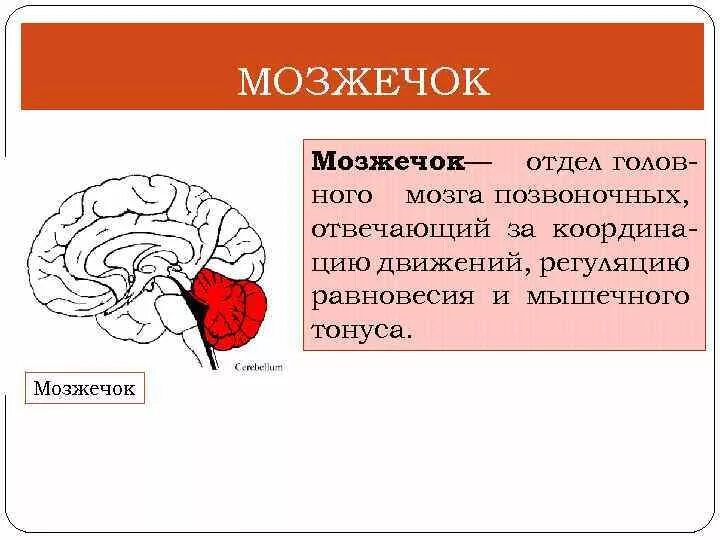 Отдел мозга мозжечок функции. Функции отделов головного мозга мозжечок. Функции мозжечка в головном мозге. Мозжечок отдел головного мозга человека функции. Поддержание равновесия тела отдел мозга