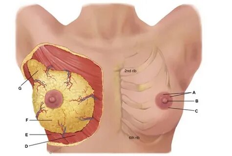 Sinbadning porno sarguzashtlari