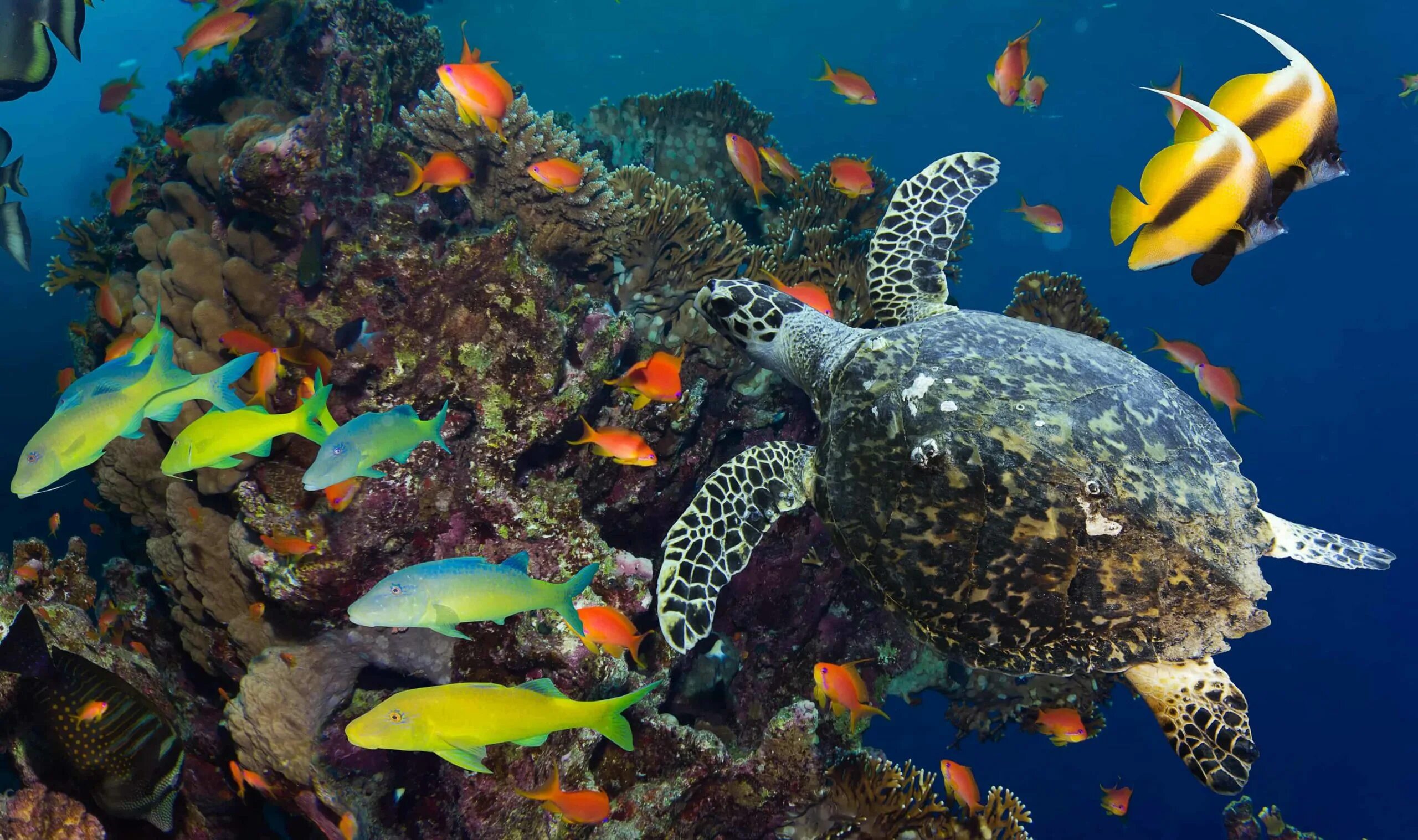 Морские черепахи барьерного рифа. Морская черепаха в океанариуме. Большой Барьерный риф рыбы. Подводный риф риф.