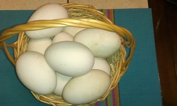Сколько стоит десяток гусиных яиц. Гусиные яйца. Размер гусиного яйца. Инкубационное гусиное яйцо и гусята. Гусиные яйца 50 штук.