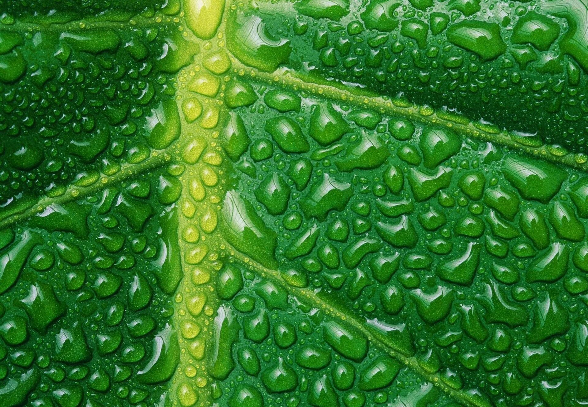Выделены зеленым цветом. Зелёный пигмент хлорофилл. Красивый зеленый. Красивый зеленый цвет. Зелёные растения.