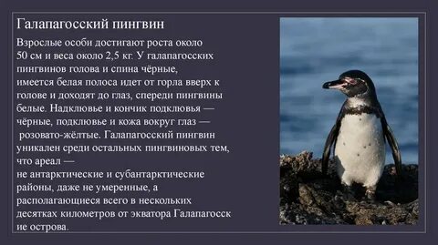 Пингвин это кто