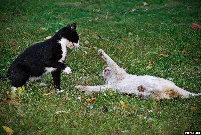 Кот дерется с другими котами. Кошки дерутся. коты драка. два кота дерутся.