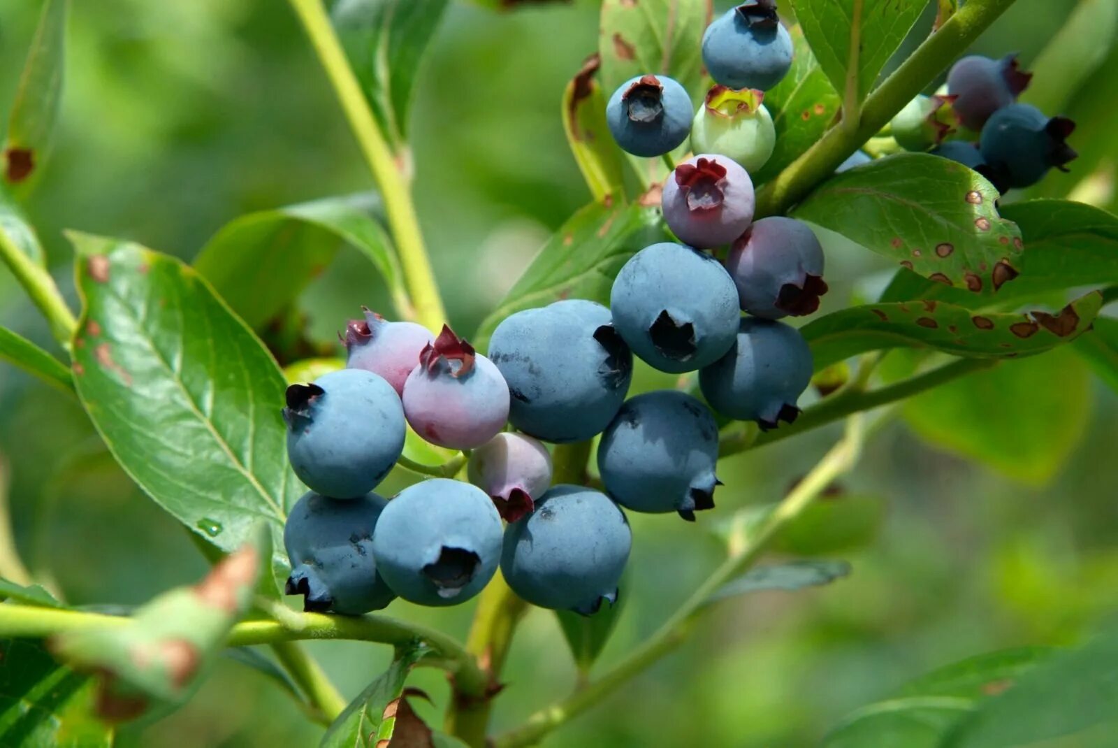 Зелено черная ягода. Голубика Атлантик. Blueberry how grow. Blueberries Bush in Bag. Mevali o'simliklar.