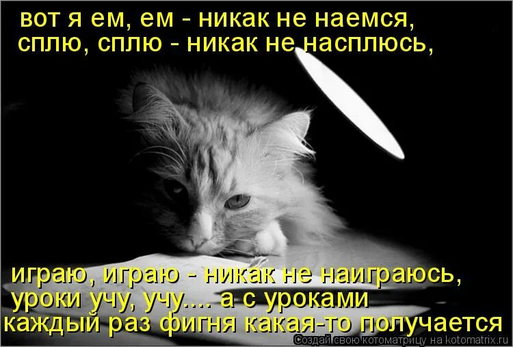 А никак не спят. Никак не уснуть. Ненаемся. Никак не нажрутся.