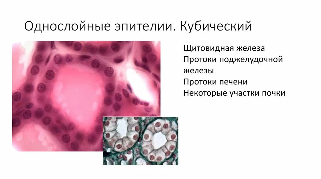 Однослойный кубический эпителий почечных канальцев. Однослойный кубический эпителий. Однослойный кубический эпителий канальцев почки. Кубический железистый эпителий. Одноядерный кубический эпителий.
