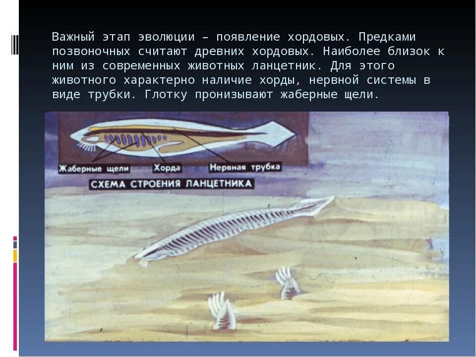 Эволюционное древо развития животного мира. Появление животных в ходе эволюции. Эволюционное древо животных. Эволюционное древо типа хордовых. Филогенетическое древо хордовых животных.