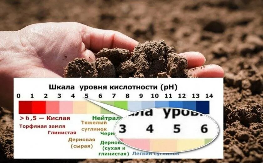 Как закислить почву для гортензии. Кислотность почвы для гор. РН почвы для метельчатой гортензии. PH почвы для метельчатой гортензии.