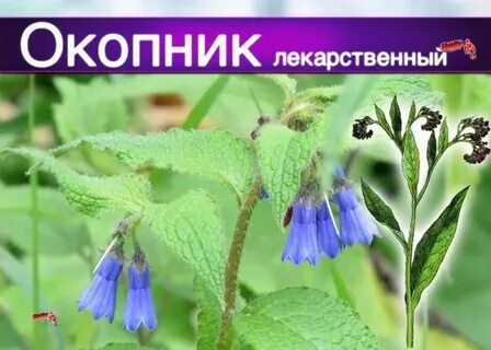 Слушать аудиокнигу окопник