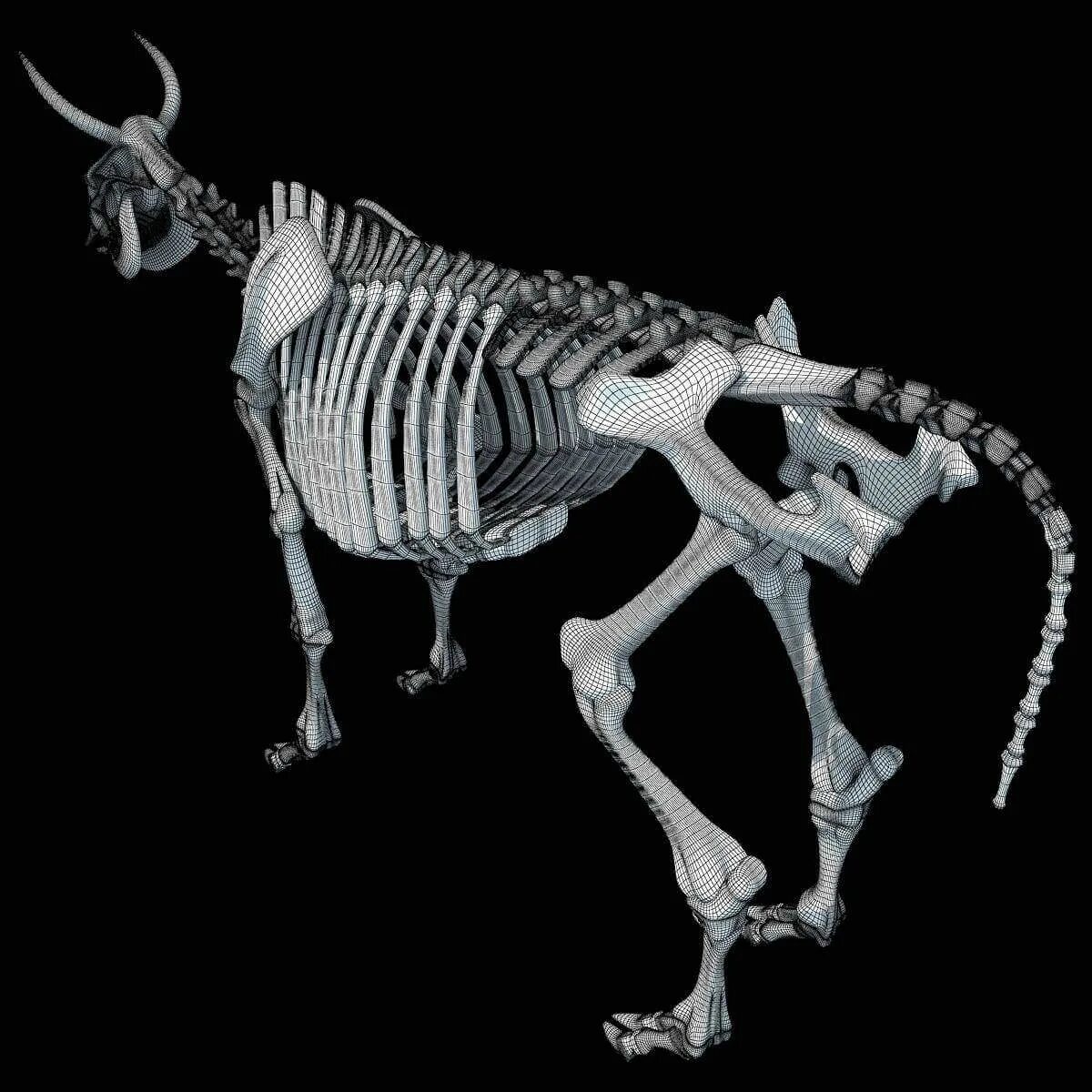 Ископаемый Бизон скелет. Скелеты животных. Скелет собаки. Интересные скелеты животных.