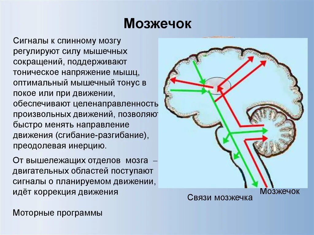 Координация движений регулирует. Связи мозжечка. Физиология мозжечка. Мозжечок и спинной мозг. Спинальный мозжечок.