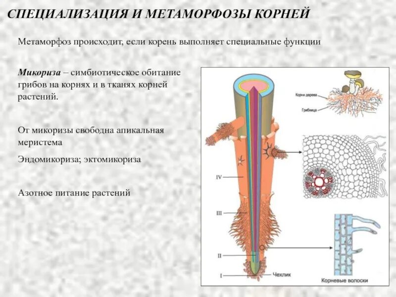 Три функции корня. Метаморфозы корня строение. специализация и метаморфозы корня. специализация и метаморфоз корней. специализация метаморфоза корней.