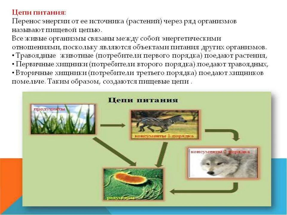 Роль в цепи питания растений