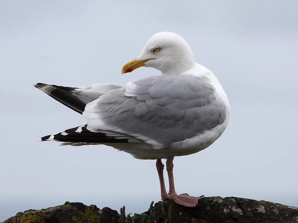 Птица глупыш. Серебристая Чайка Larus argentatus. Серебристая Чайка ареал. Чайка глупыш. Буревестник глупыш птица.