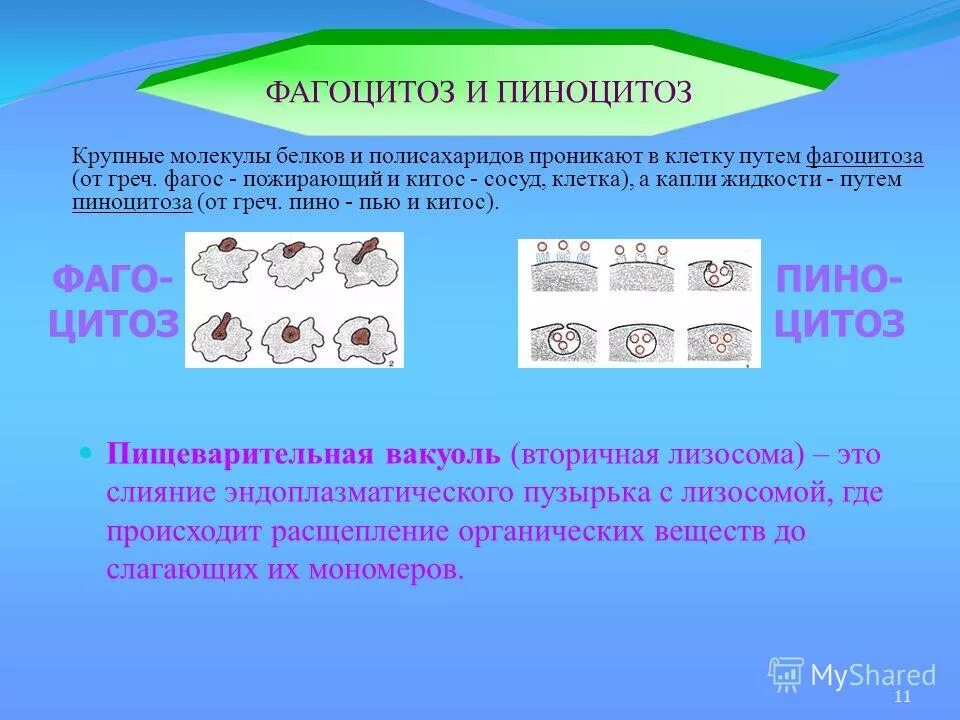 Фагоцитоз прокариот