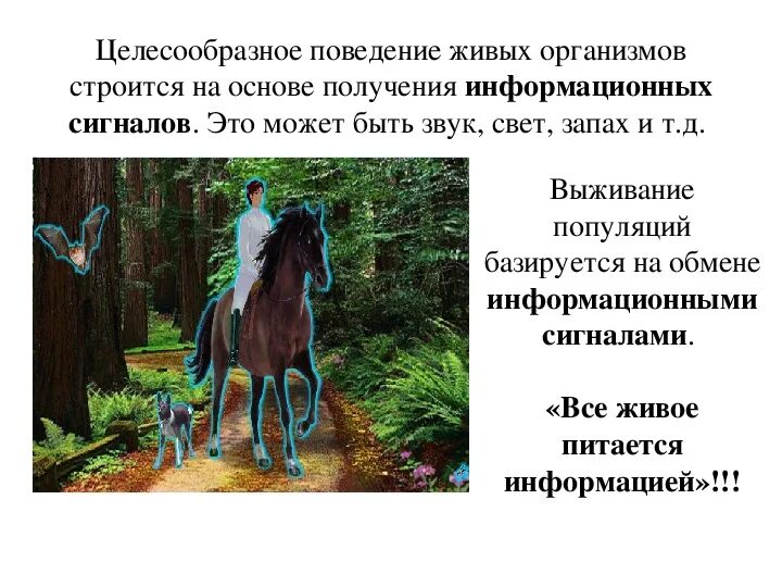 Целесообразное поведение это. Целесообразное поведение это