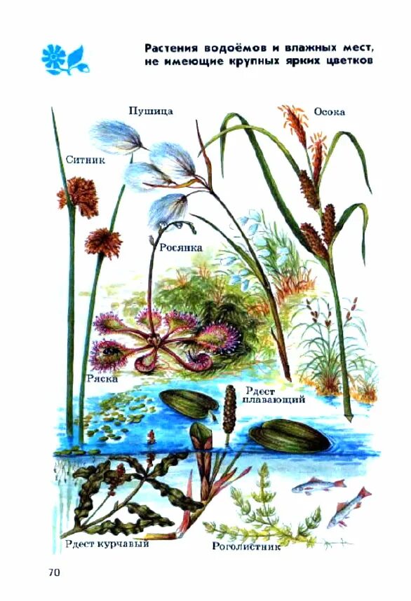 Укажите растения водоемов. Растения пресного водоема определитель от земли до неба. Атлас определитель растения пресного водоема. Атлас определитель от земли до неба растения пресного водоема. Атлас-определитель от земли до неба 4 класс растения пресного водоема.