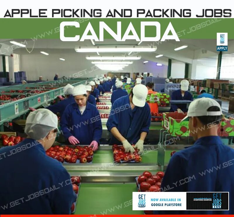 Работа в норвегии без знания языка. Канада без опыта работы. Профессии в канаде. Канада работа для узбекистанцев. Работа в канаде без знания языка.