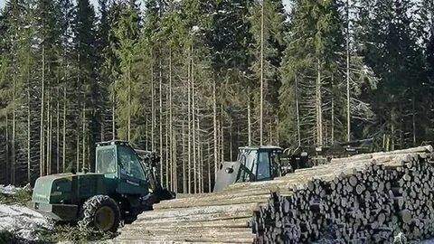 Лесоповал тайга