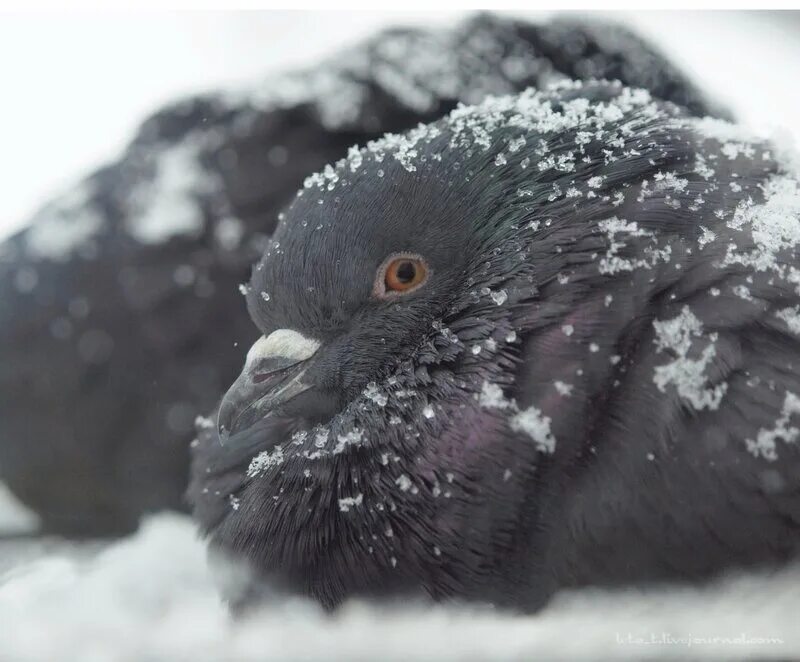 Cold bird. Замерзшие птицы. Голуби на снегу. Зимний голубь. Голубь зимой.