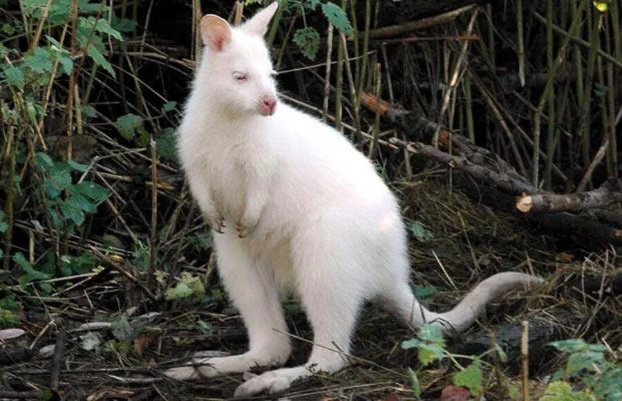 Альбинизм у животных. Кенгуру альбинос. Звери альбиносы. Животные альбиносы фото. В дикой природе мыши с альбинизмом