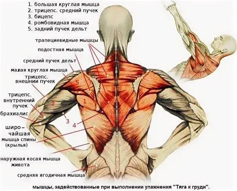 Большая круглая м. Большая и малая круглая мышца спины. круглая мышца спины. большая круглая мышца спины анатомия. малая круглая мышца спины.