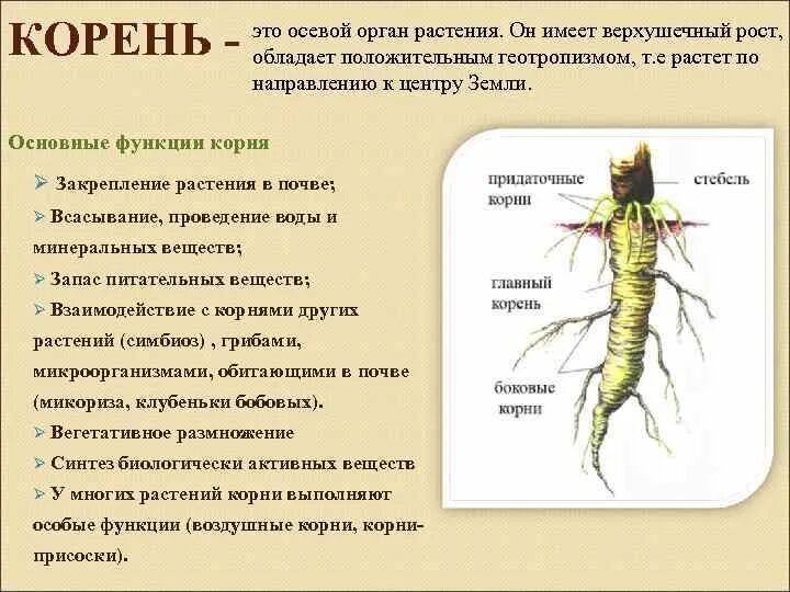 Определить функции органов растений. Определить функции органов растений
