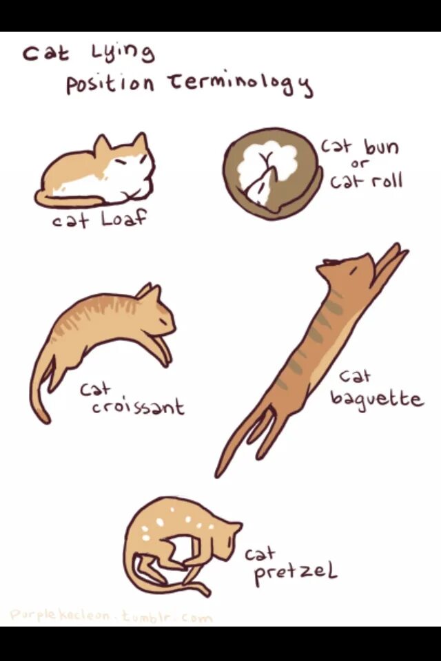 Lay the cat. Cat loaf. лоф кэтс. cat position. поза кошки хлеб.