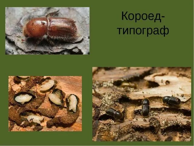 Обработка от короеда в доме избавление, выведение и уничтожение жука короеда н