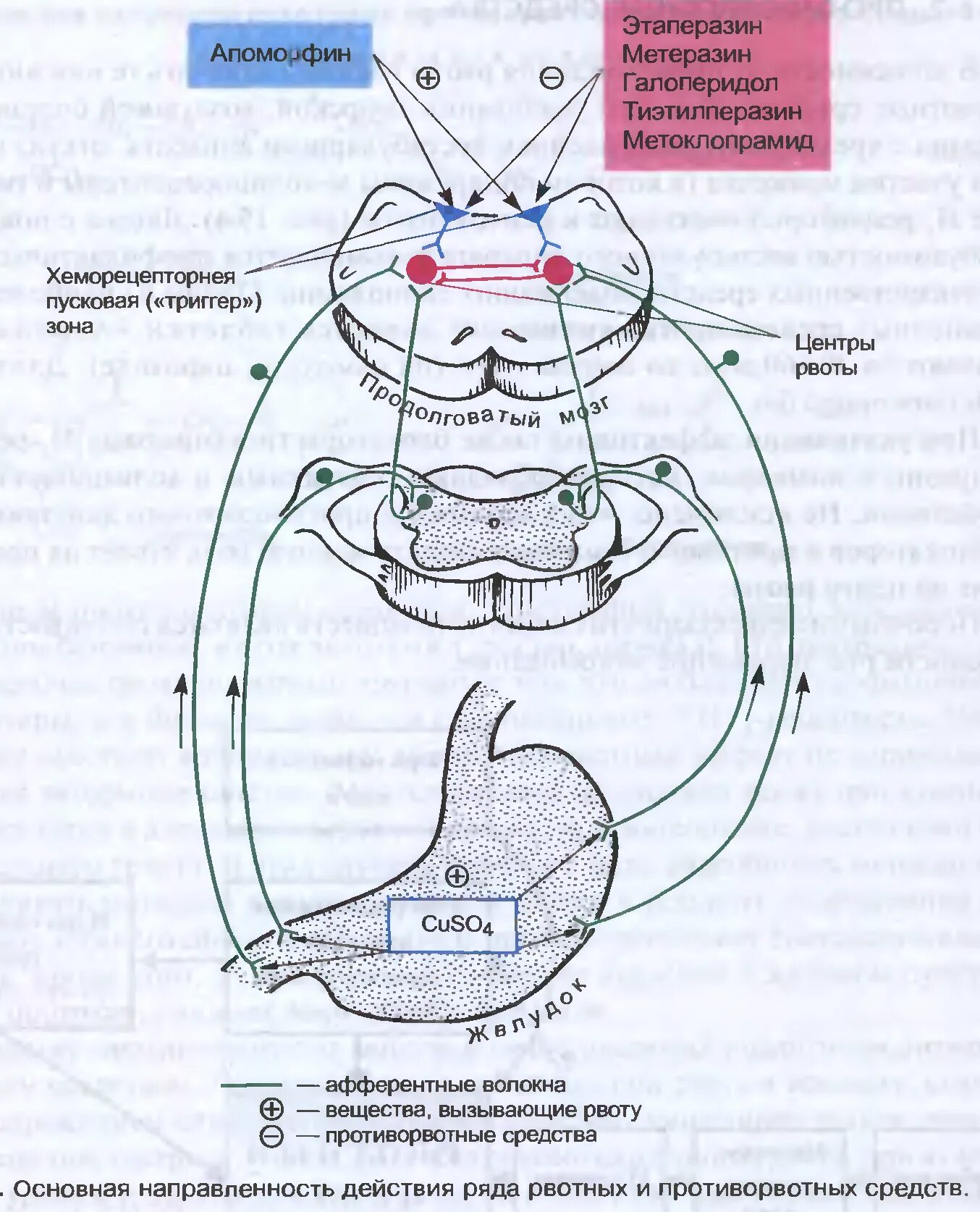 Рвотный рефлекс какие. Рефлекторная дуга рвотного рефлекса схема. Противорвотные препараты механизм действия схема. Схема действия рвотных и противорвотных средств. Рвотный рефлекс механизм физиология.