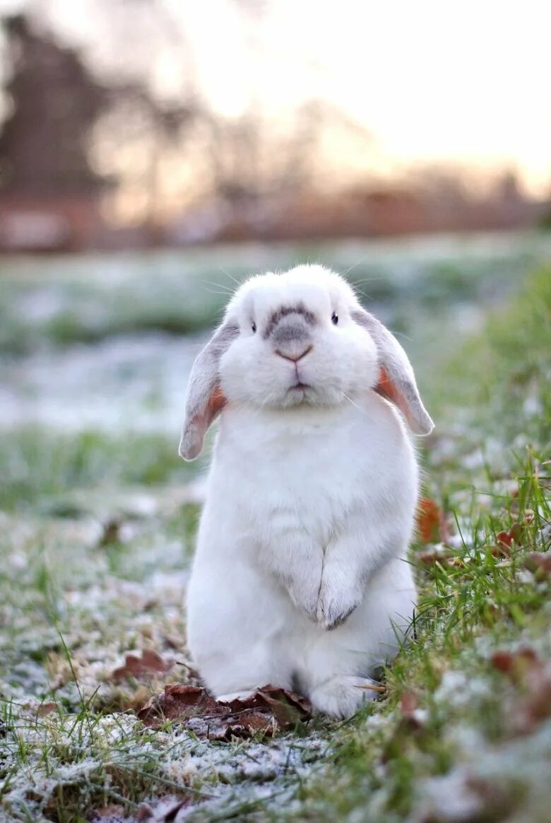 Смешные зайцы картинки. Хиколь кролики. Североамериканский кролик Зануда. Милый заяц. Милые зайчики.