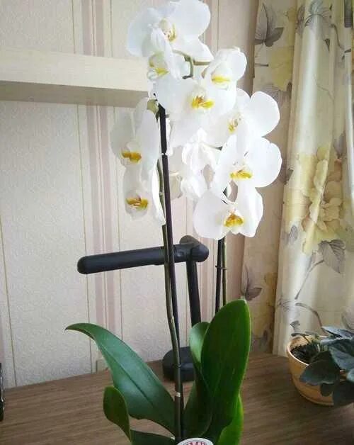 Орхидея высокая фото Орхидея черри бум КарЛайн.ру