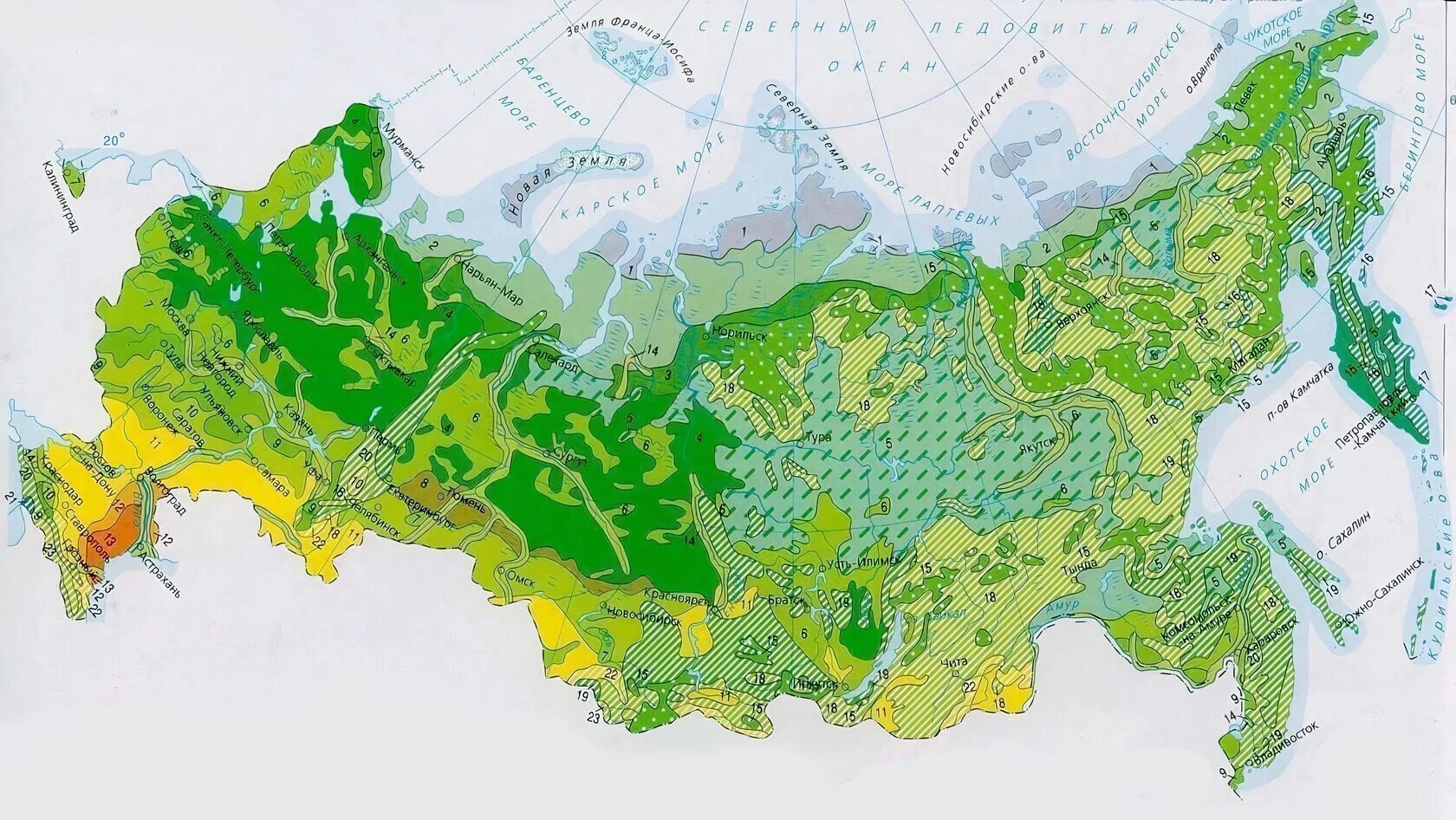 Хвойная на карте. Виды лесов в России карта. Карта лесов России подробная. Карта лиственных лесов России. Карта Лесной растительности РФ.