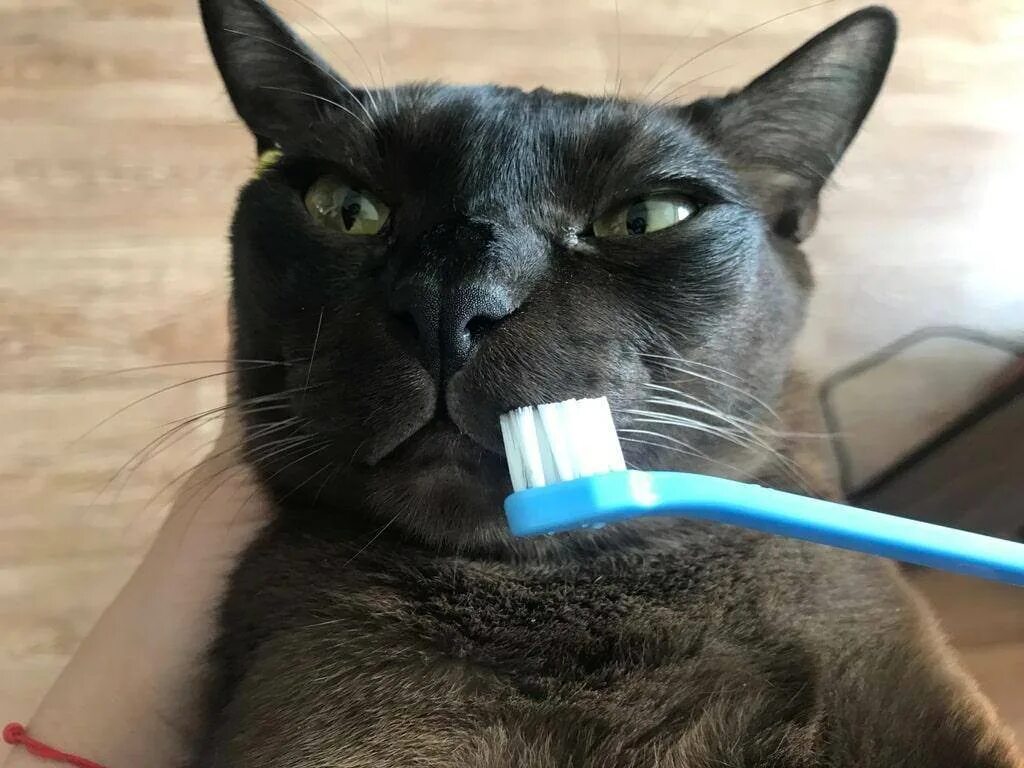 Котэ чистим