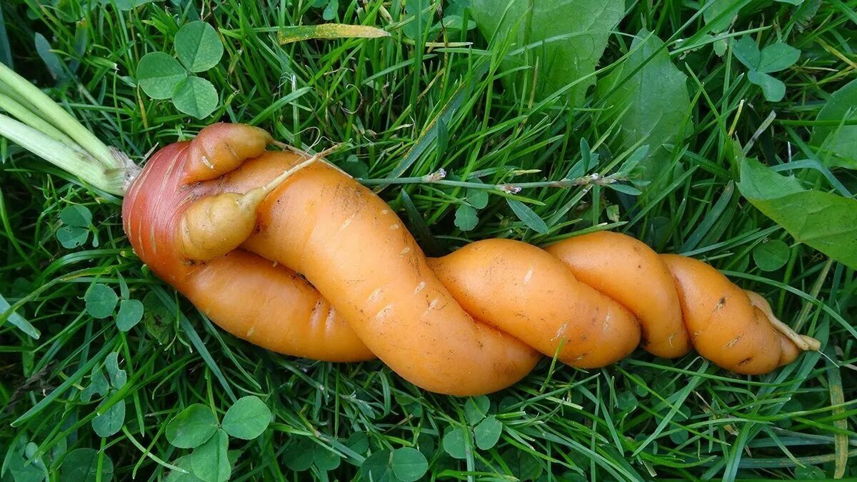 Любит ли морковь. Морковка. Рогатая морковь. Интересные морковки. Корявая морковь.