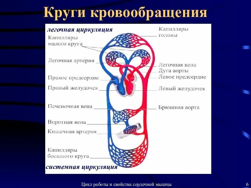 Скорость круга кровообращения. Большой и малый круги кровообращения у человека анатомия. Кровеносная система большой и малый круг кровообращения. Малый и большой круг кровообращения человека схема кратко и понятно. Малый и большой круг кровообращения 8 класс.