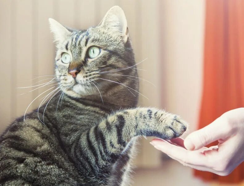 Кошка научилась. Кошка научилась. Кошка научилась. Кот говорит ок. Кошка научилась.