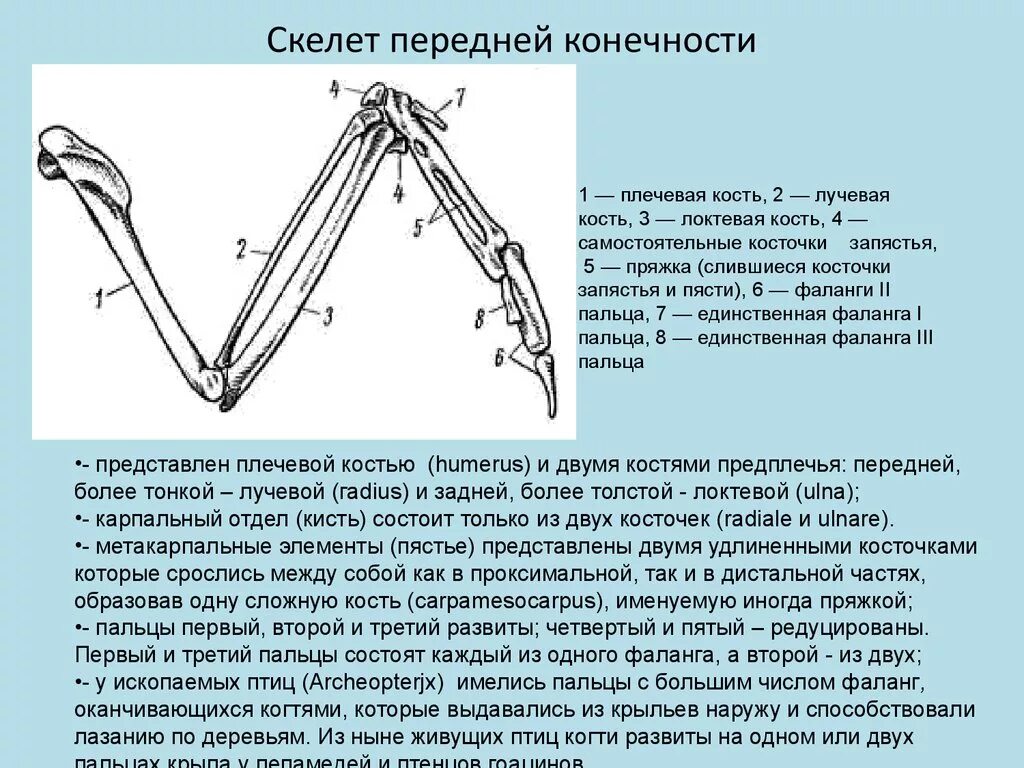 Значение в жизни птицы передние конечности