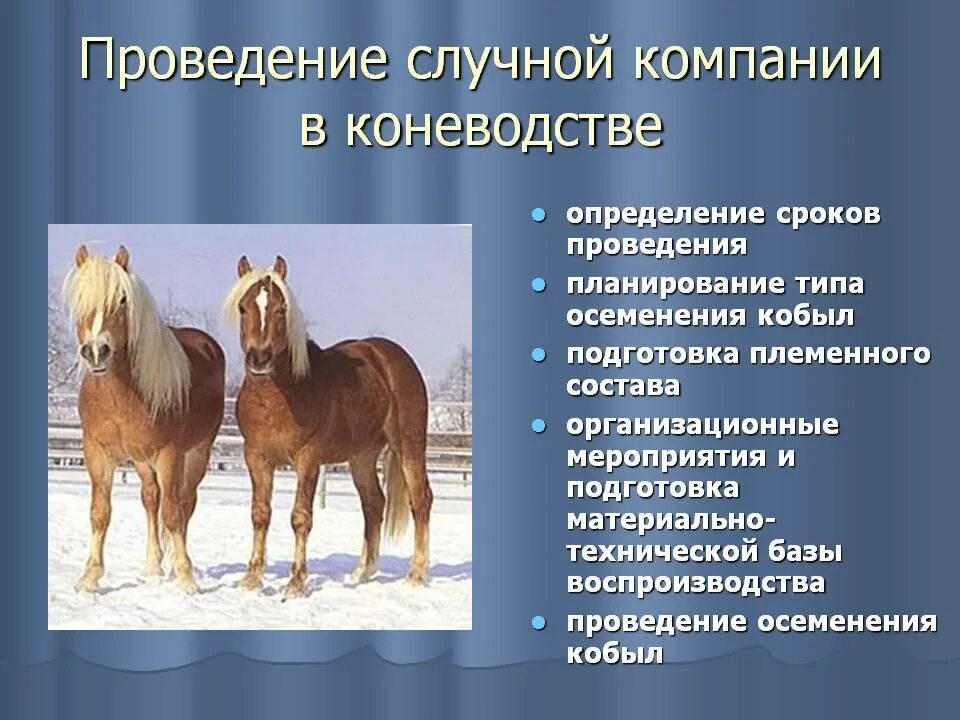 Разведение лошадей кроссворд. Воспроизводство лошадей. животноводство коневодство. предприятие коневодства. племенное коневодство.