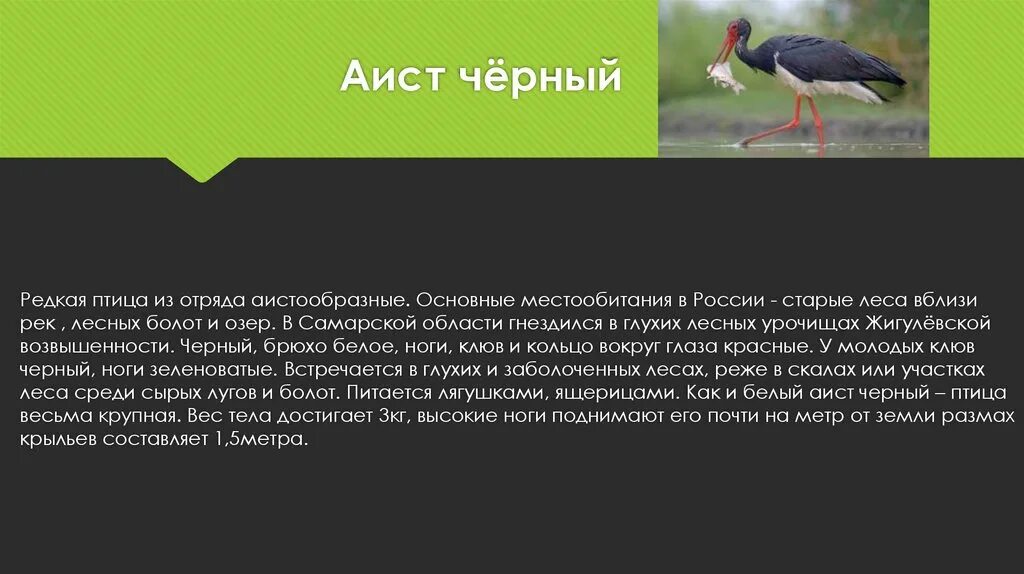 Черный аист красной книги пмр. Текст черный аист основная мысль. Рассказ про черного аиста. Черный аист. Краснокнижный черный аист.