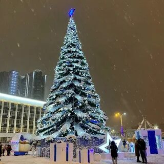 Краснодарские ели