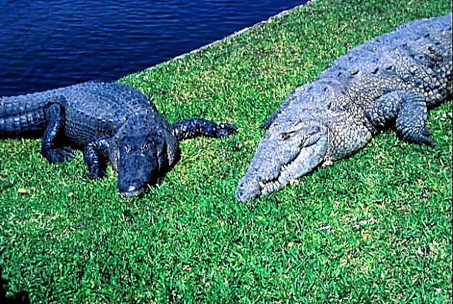 Какой крокодил зеленый. Крокодилы Аллигаторы кайманы и гавиалы. Американский крокодил Гатор. Аллигатор и крокодил. Американский Аллигатор Ильбоно.