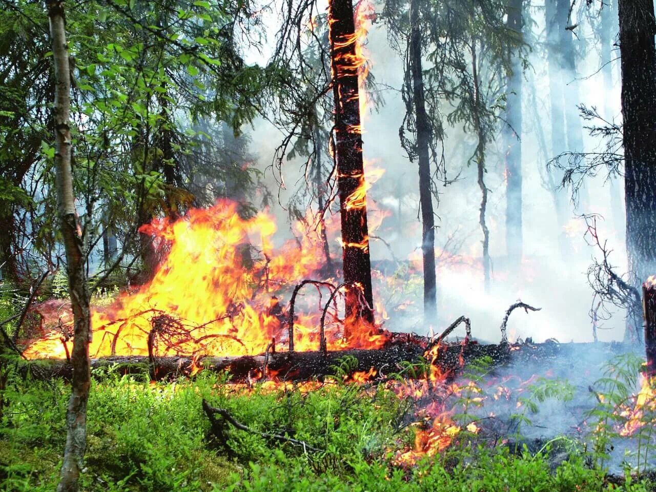 Кипит в лесу. Лес в огне. Пожар на природе. Пожар в лесу. Пожар в лесу картинки.