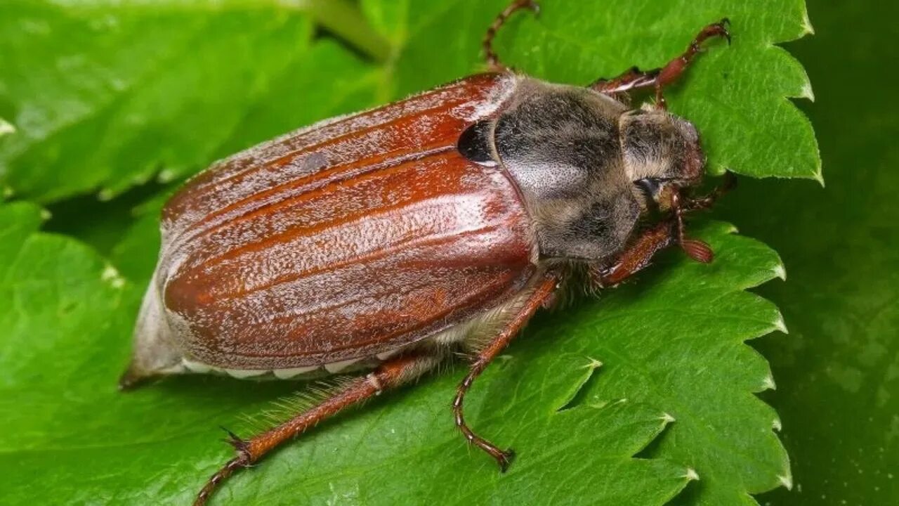 May bug
