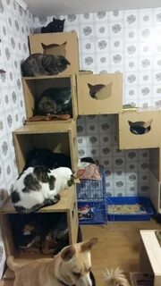Приют для кошек владивосток