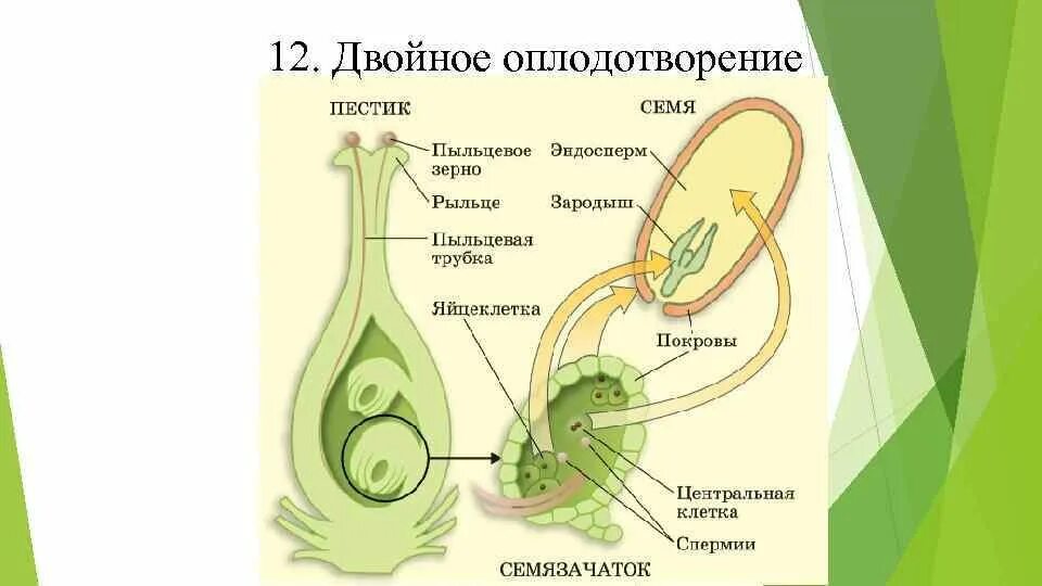 Размножение покрытосеменных двойное оплодотворение. Оплодотворение покрытосеменных растений схема. Строение двойного оплодотворения цветковых растений. Двойное оплодотворение у покрытосеменных схема.