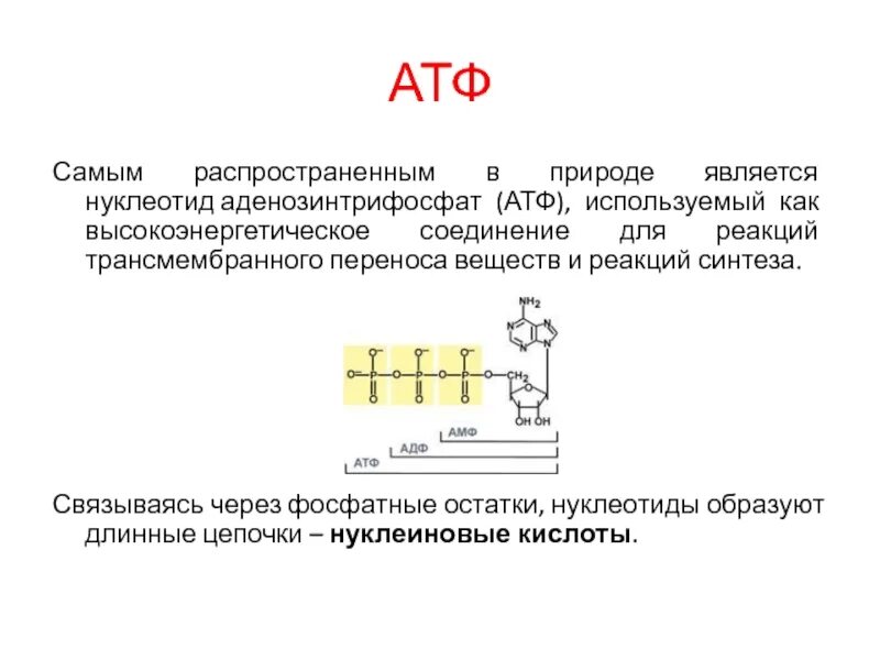 12 атф. Нуклеотид АТФ. Связи в АТФ. АТФ расшифровка. Схема строения АТФ.